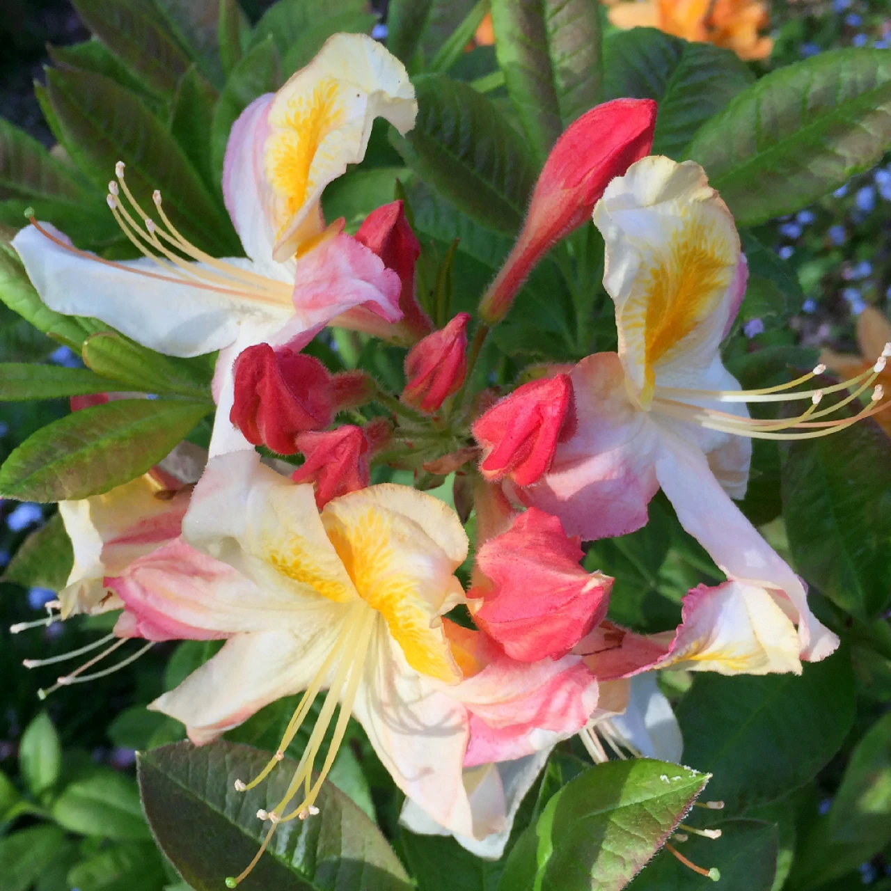 Unknown hybrid